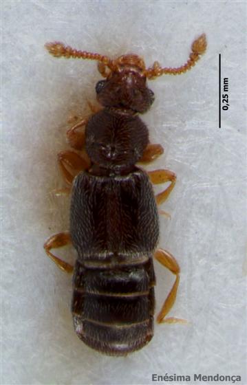 Pseudoplectus perplexus (Jacquelin du Val, 1854)